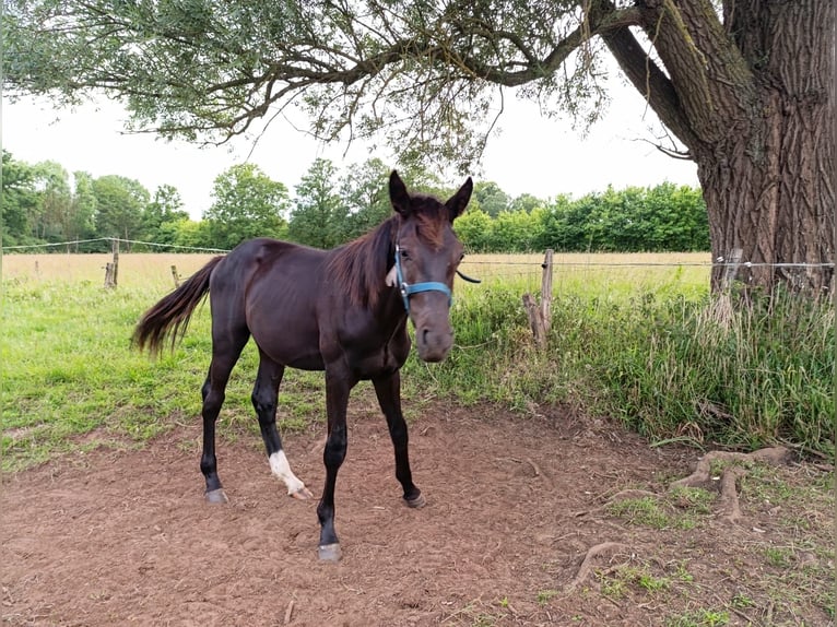 Belgisches Warmblut Hengst 1 Jahr 168 cm Schwarzbrauner in Vorselaar