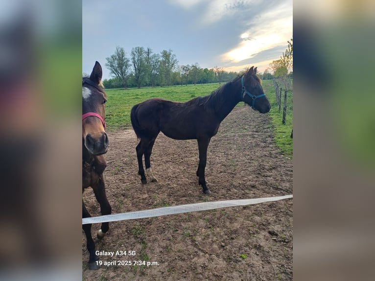 Belgisches Warmblut Hengst 1 Jahr 168 cm Schwarzbrauner in Vorselaar