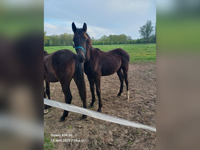 Belgisches Warmblut Hengst 1 Jahr 168 cm Schwarzbrauner in Vorselaar
