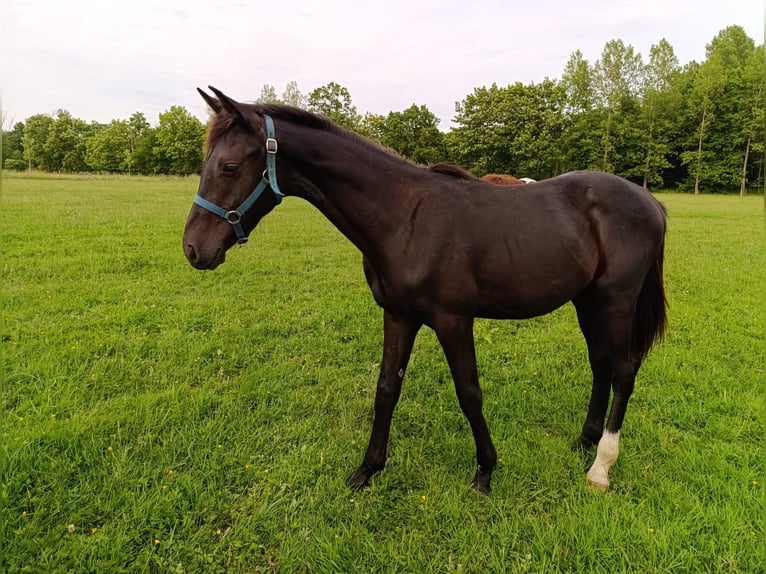 Belgisches Warmblut Hengst 1 Jahr 168 cm Schwarzbrauner in Vorselaar