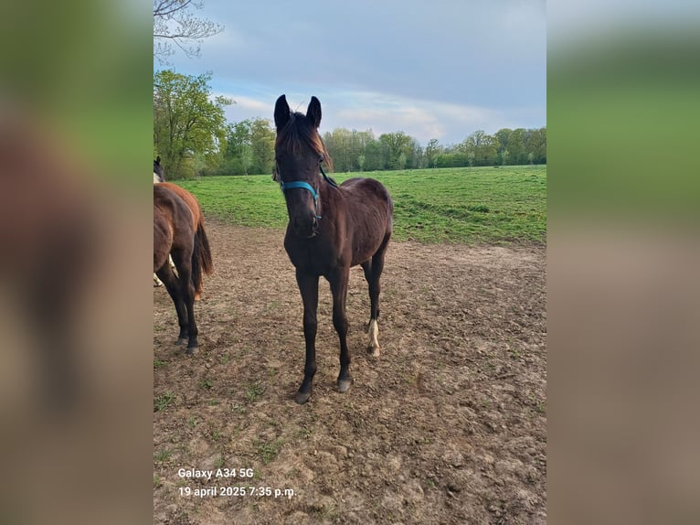 Belgisches Warmblut Hengst 1 Jahr 168 cm Schwarzbrauner in Vorselaar