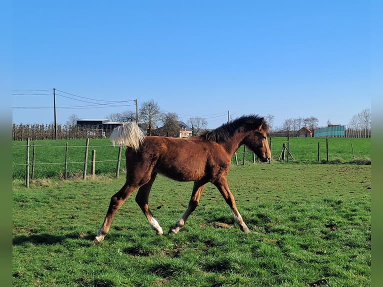 Belgisches Warmblut Hengst 1 Jahr 169 cm Brauner in Herk-de-Stad