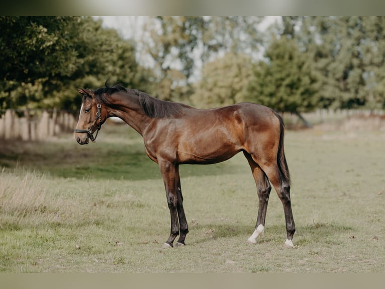 Belgisches Warmblut Hengst 1 Jahr 170 cm Brauner in Ranst
