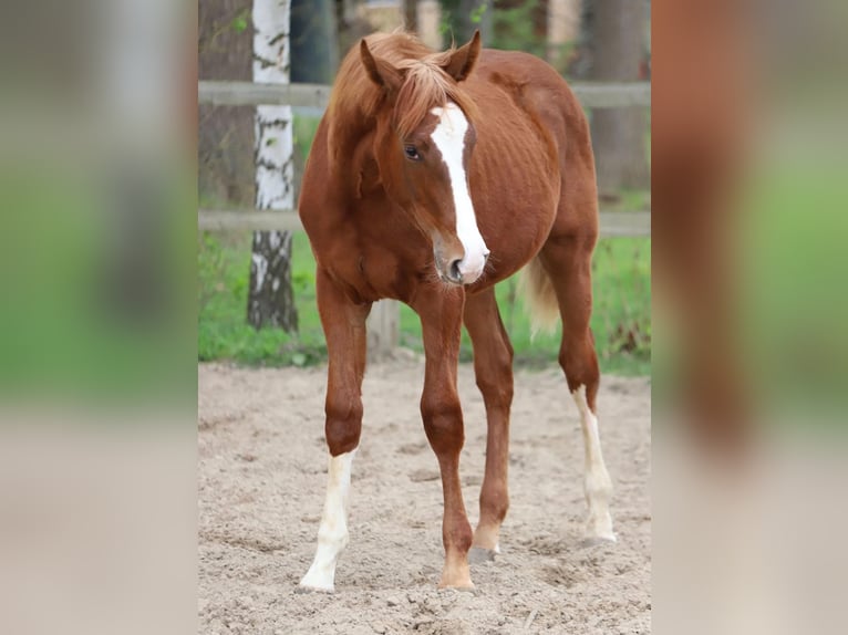 Belgisches Warmblut Hengst 1 Jahr 173 cm Fuchs in Neuenkirchen-Vörden
