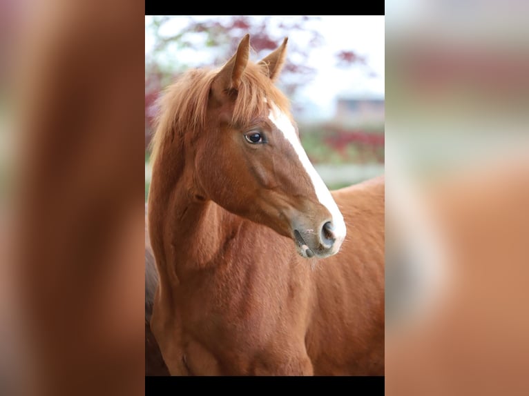 Belgisches Warmblut Hengst 1 Jahr 173 cm Fuchs in Neuenkirchen-Vörden
