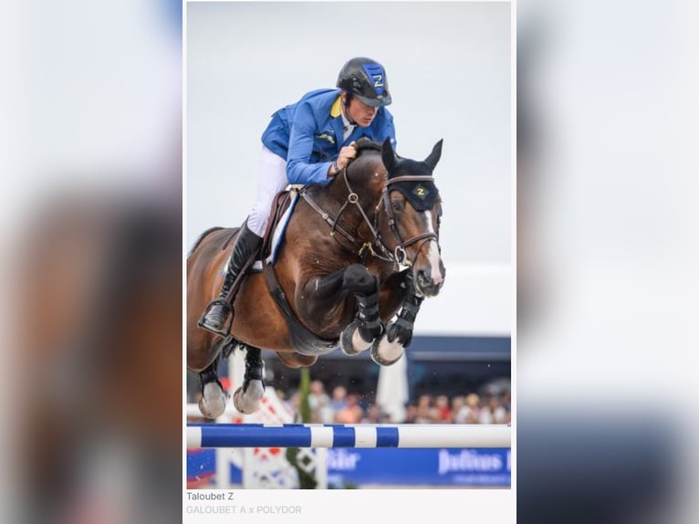 Belgisches Warmblut Hengst 1 Jahr Brauner in Lokeren