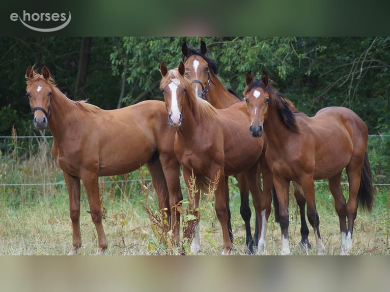 Belgisches Warmblut Hengst 1 Jahr Fuchs in Neuenkirchen-Vörden