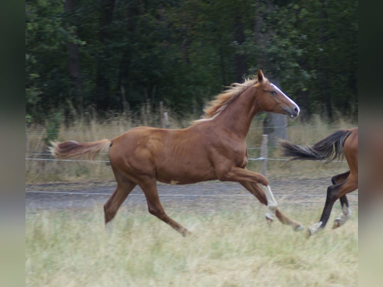Belgisches Warmblut Hengst 1 Jahr Fuchs in Neuenkirchen-Vörden