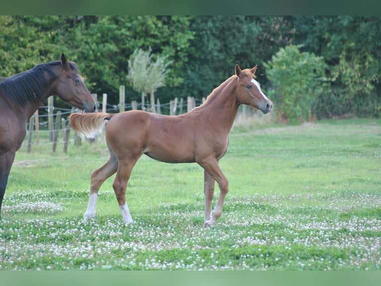 Belgisches Warmblut Hengst 1 Jahr Fuchs in Grote Brogel