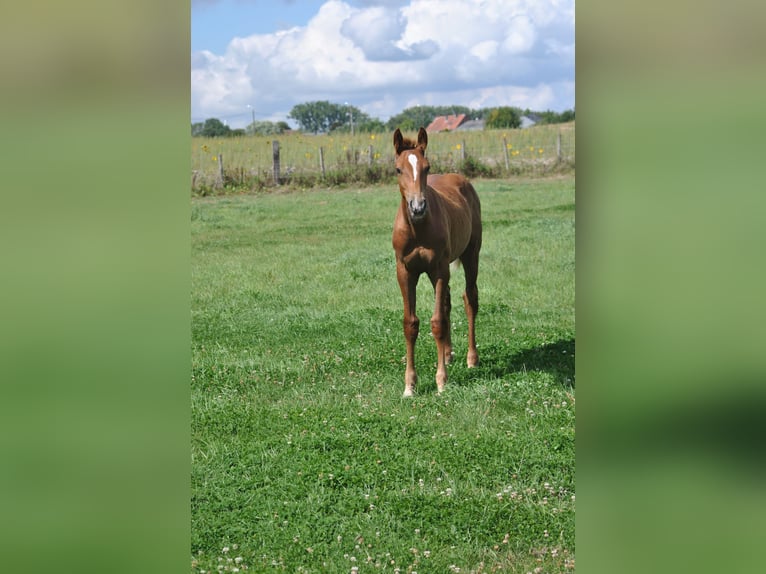Belgisches Warmblut Hengst 1 Jahr Fuchs in Grote Brogel