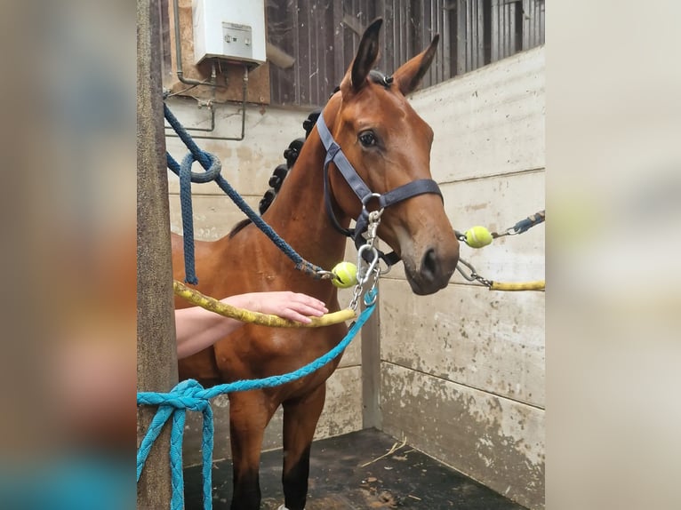 Belgisches Warmblut Hengst 1 Jahr Hellbrauner in Kalfort