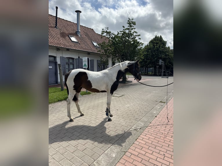 Belgisches Warmblut Hengst 1 Jahr Schecke in Lo