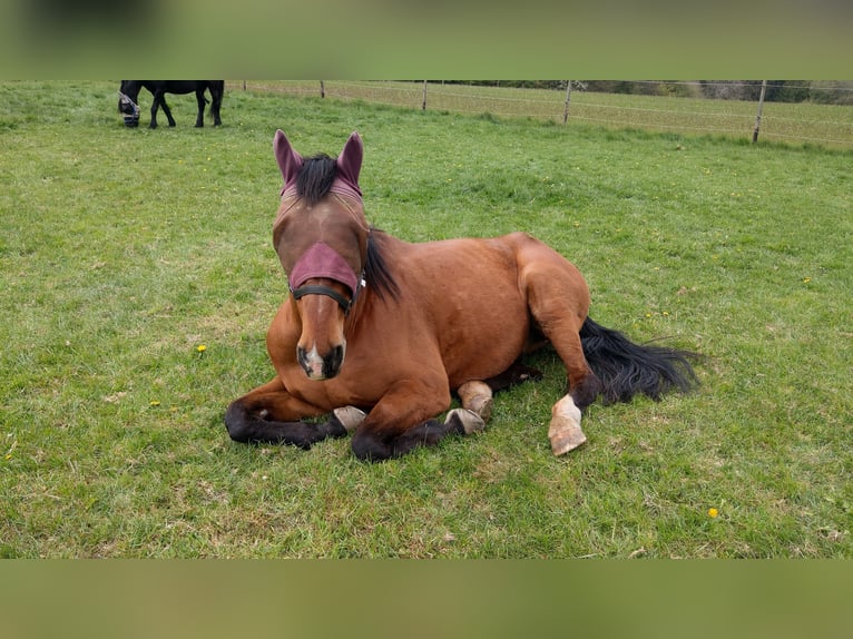 Belgisches Warmblut Hengst 21 Jahre 170 cm Brauner in Sinzig