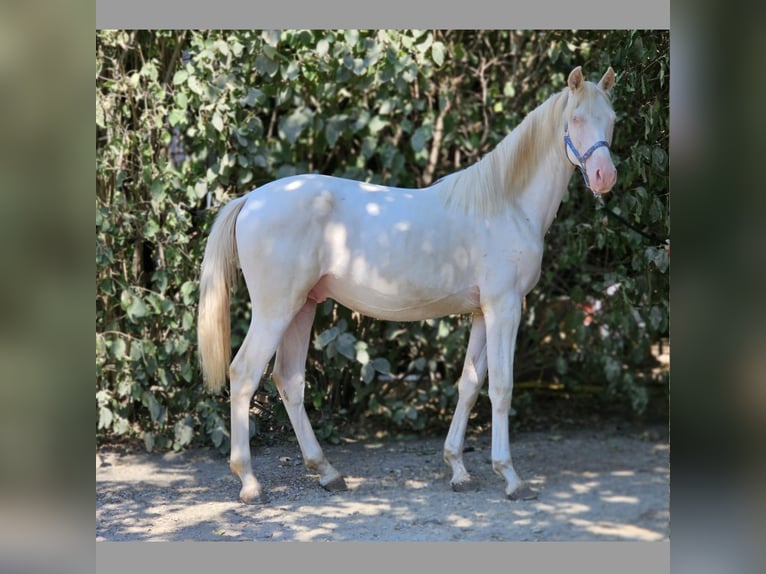 Belgisches Warmblut Hengst 2 Jahre 137 cm Perlino in Visz