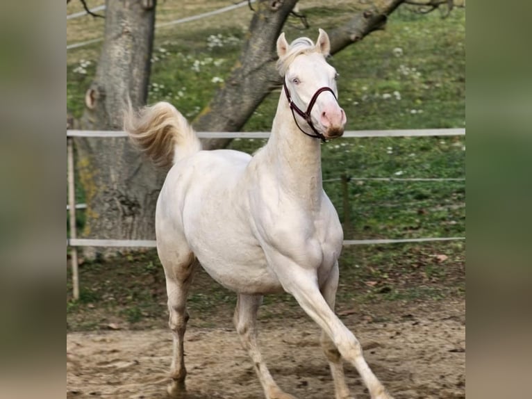 Belgisches Warmblut Hengst 2 Jahre 141 cm Cremello in Visz