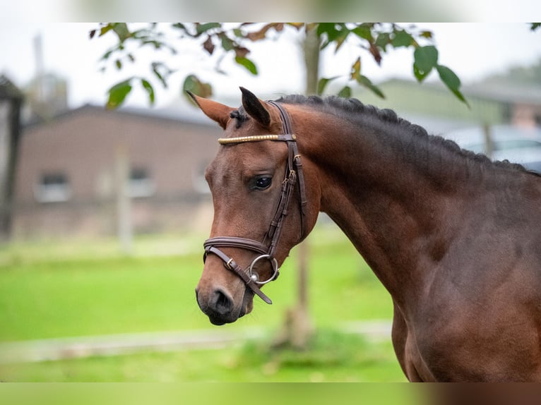 Belgisches Warmblut Hengst 2 Jahre 142 cm Dunkelfuchs in GROTE-BROGEL