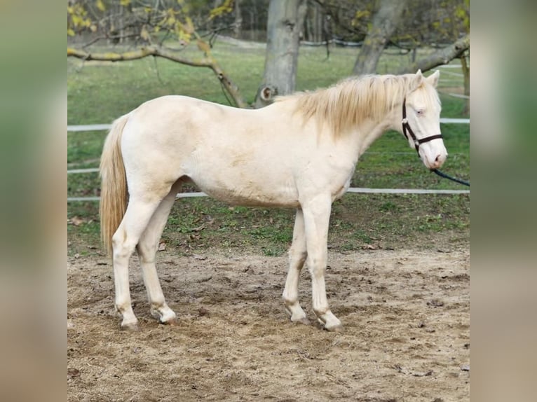 Belgisches Warmblut Hengst 2 Jahre 146 cm Perlino in vISZ
