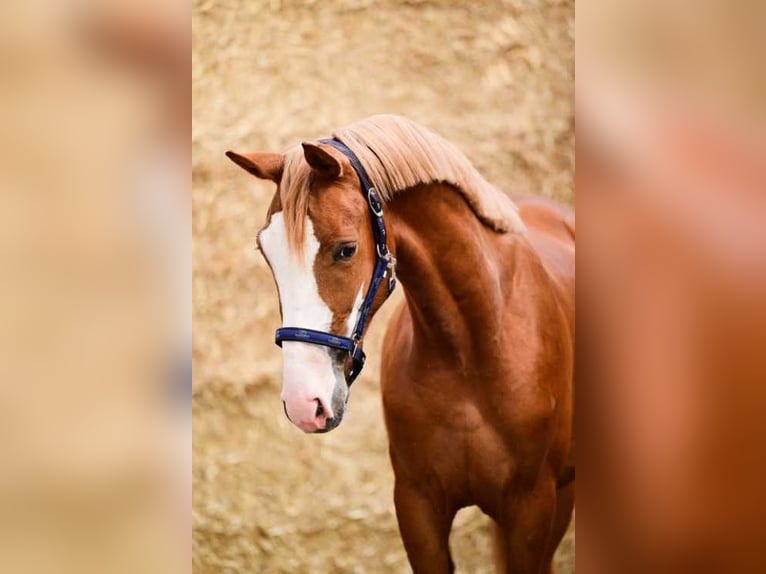 Belgisches Warmblut Hengst 2 Jahre 150 cm Dunkelfuchs in Bladel