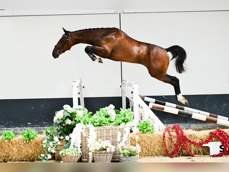 Belgisches Warmblut Hengst 2 Jahre 152 cm Dunkelbrauner in Bladel