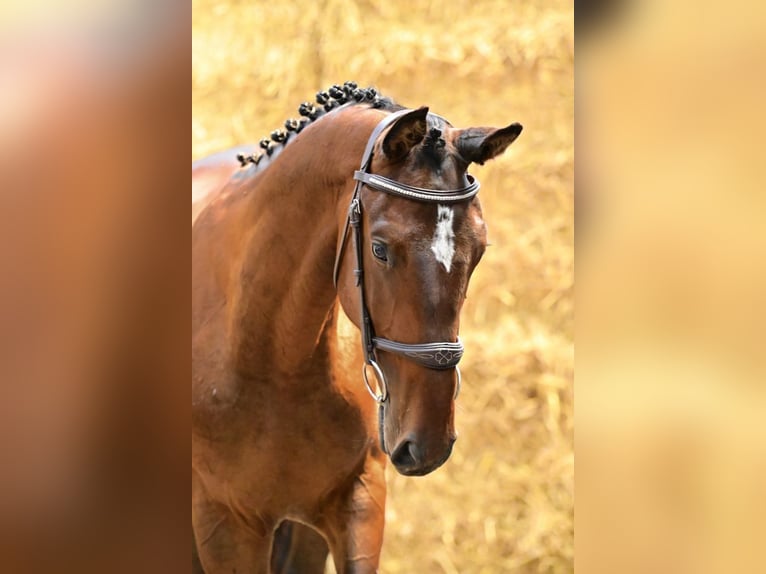 Belgisches Warmblut Hengst 2 Jahre 152 cm Dunkelbrauner in Bladel