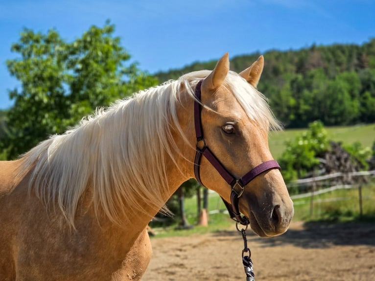 Belgisches Warmblut Hengst 2 Jahre 152 cm Palomino in VISZ