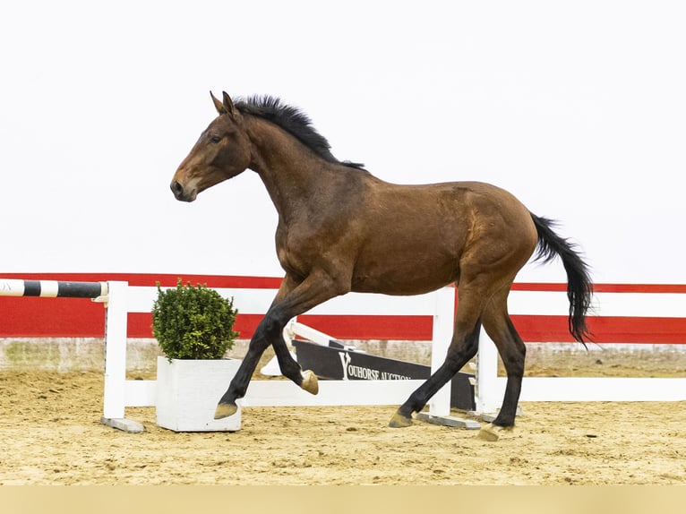 Belgisches Warmblut Hengst 2 Jahre 153 cm  in Waddinxveen