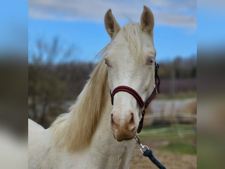 Belgisches Warmblut Hengst 2 Jahre 154 cm Cremello in Visz