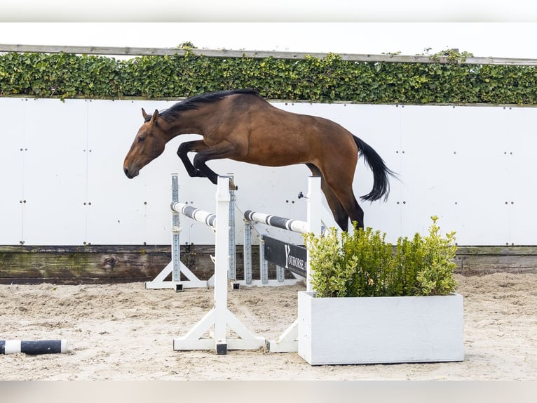 Belgisches Warmblut Hengst 2 Jahre 154 cm Dunkelbrauner in Waddinxveen