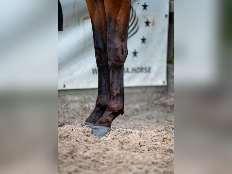 Belgisches Warmblut Hengst 2 Jahre 157 cm Brauner in GROTE-BROGEL