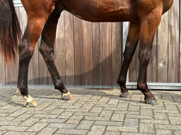 Belgisches Warmblut Hengst 2 Jahre 157 cm Brauner in GROTE-BROGEL