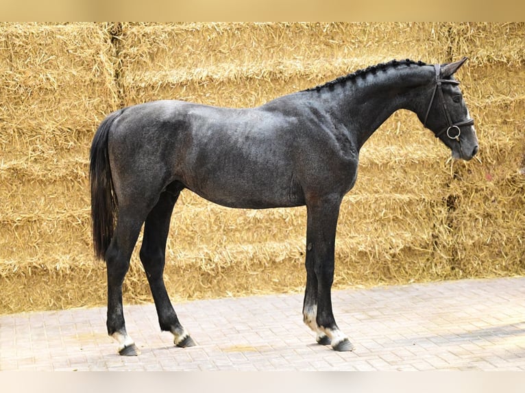 Belgisches Warmblut Hengst 2 Jahre 158 cm Schimmel in Bladel