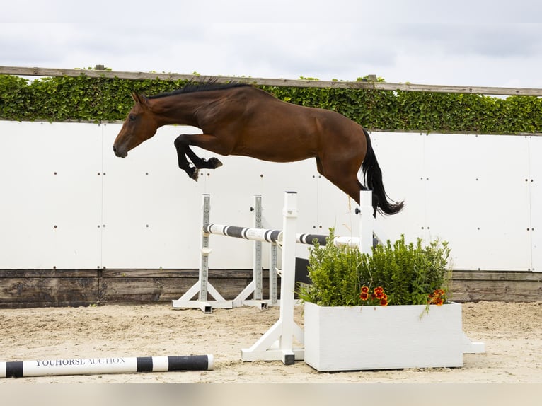 Belgisches Warmblut Hengst 2 Jahre 160 cm Dunkelbrauner in Waddinxveen