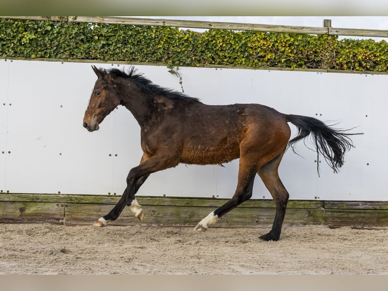 Belgisches Warmblut Hengst 2 Jahre 161 cm Brauner in Waddinxveen