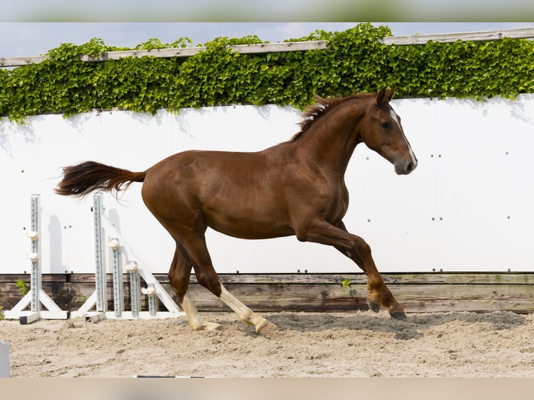 Belgisches Warmblut Hengst 2 Jahre 163 cm Fuchs in Waddinxveen