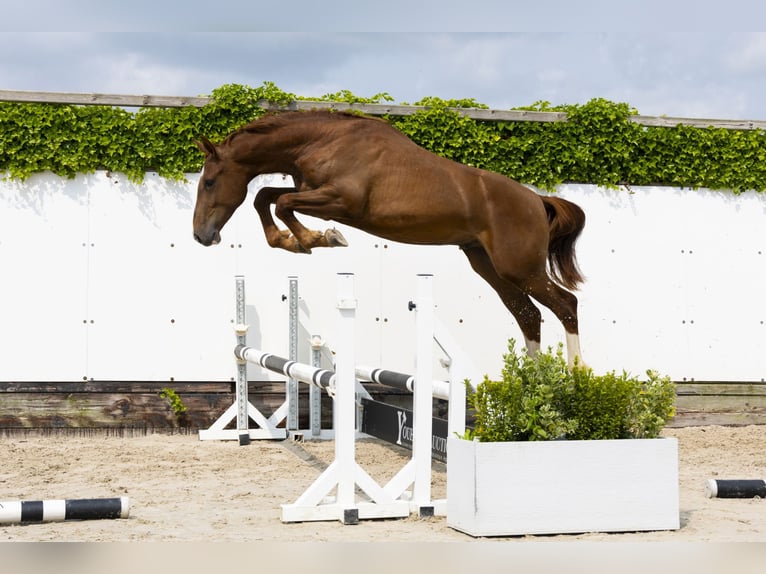 Belgisches Warmblut Hengst 2 Jahre 163 cm Fuchs in Waddinxveen