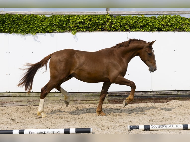 Belgisches Warmblut Hengst 2 Jahre 163 cm Fuchs in Waddinxveen