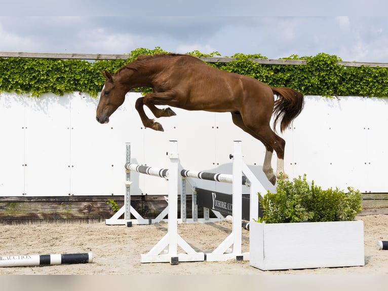 Belgisches Warmblut Hengst 2 Jahre 163 cm Fuchs in Waddinxveen