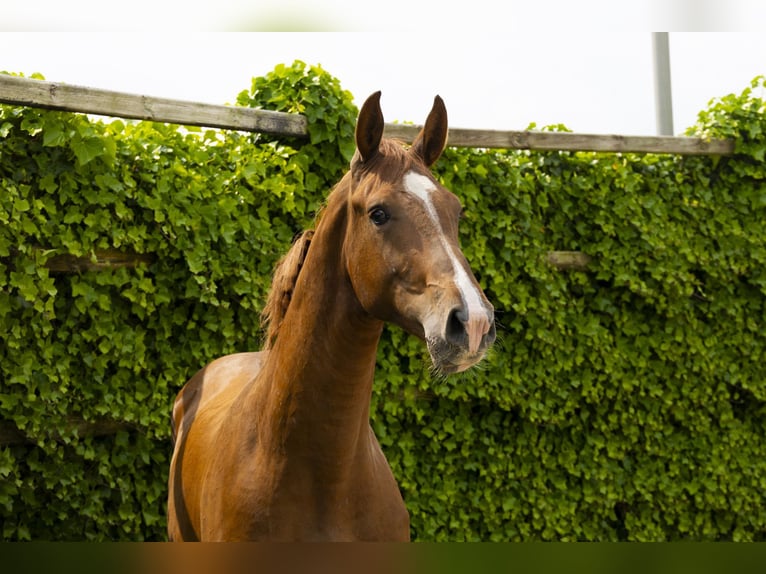 Belgisches Warmblut Hengst 2 Jahre 163 cm Fuchs in Waddinxveen