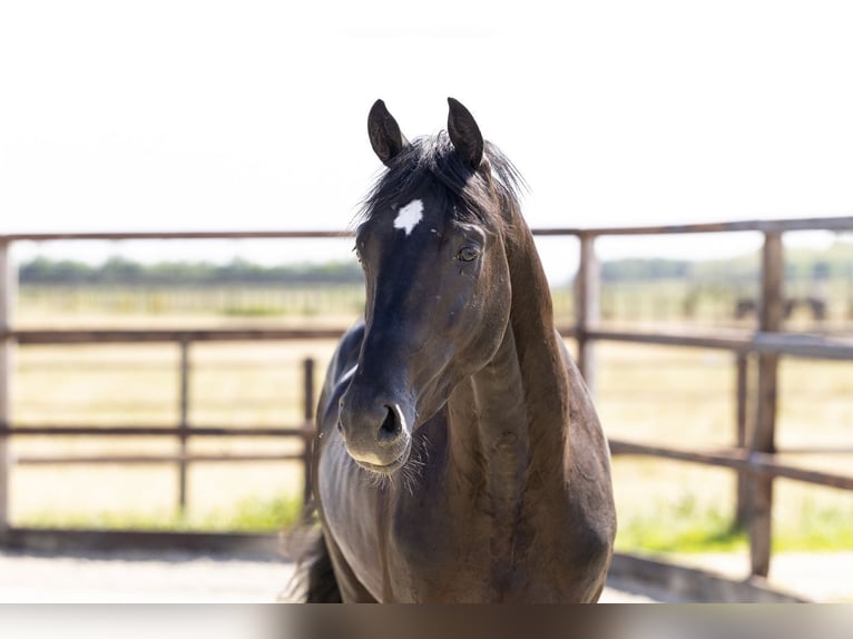 Belgisches Warmblut Hengst 2 Jahre 164 cm Schwarzbrauner in Waddinxveen