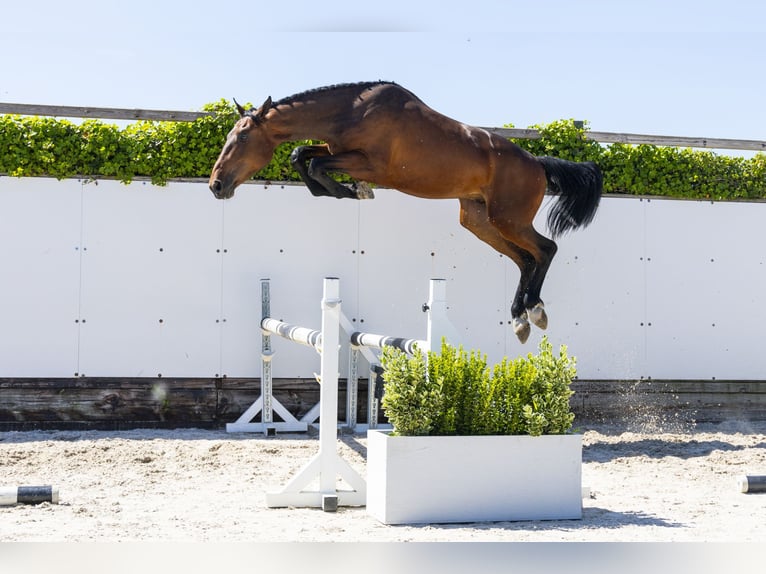 Belgisches Warmblut Hengst 2 Jahre 164 cm in Waddinxveen