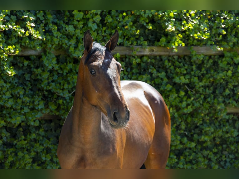 Belgisches Warmblut Hengst 2 Jahre 164 cm in Waddinxveen