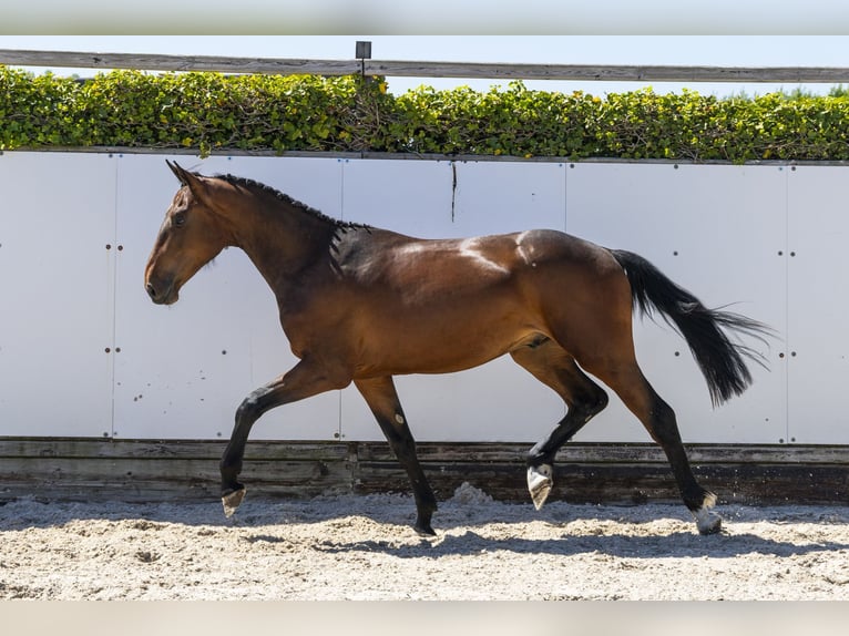 Belgisches Warmblut Hengst 2 Jahre 164 cm in Waddinxveen