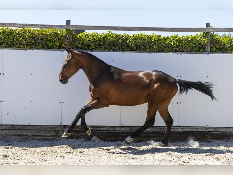 Belgisches Warmblut Hengst 2 Jahre 164 cm in Waddinxveen