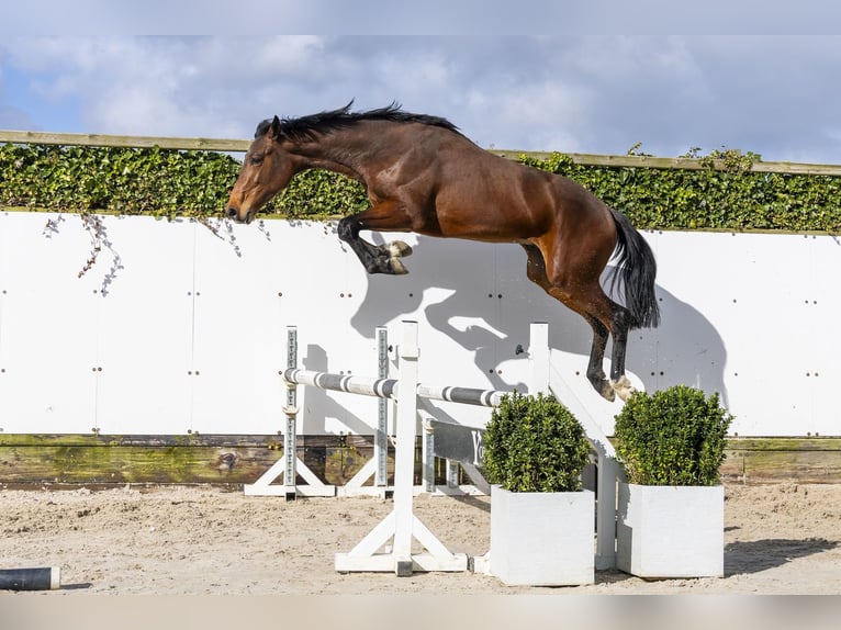 Belgisches Warmblut Hengst 2 Jahre 165 cm Brauner in Waddinxveen