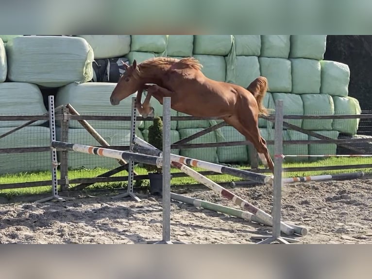 Belgisches Warmblut Hengst 2 Jahre 165 cm Fuchs in Oosterzele