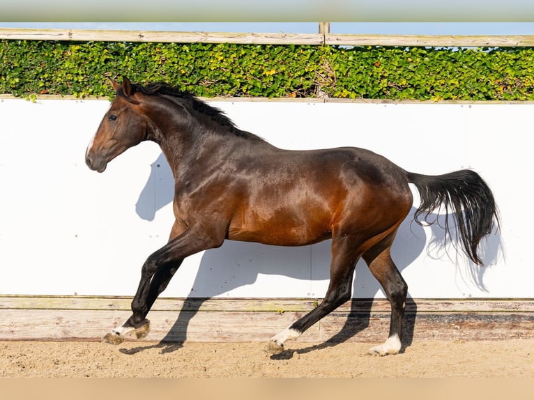 Belgisches Warmblut Hengst 2 Jahre 170 cm Brauner in Waddinxveen