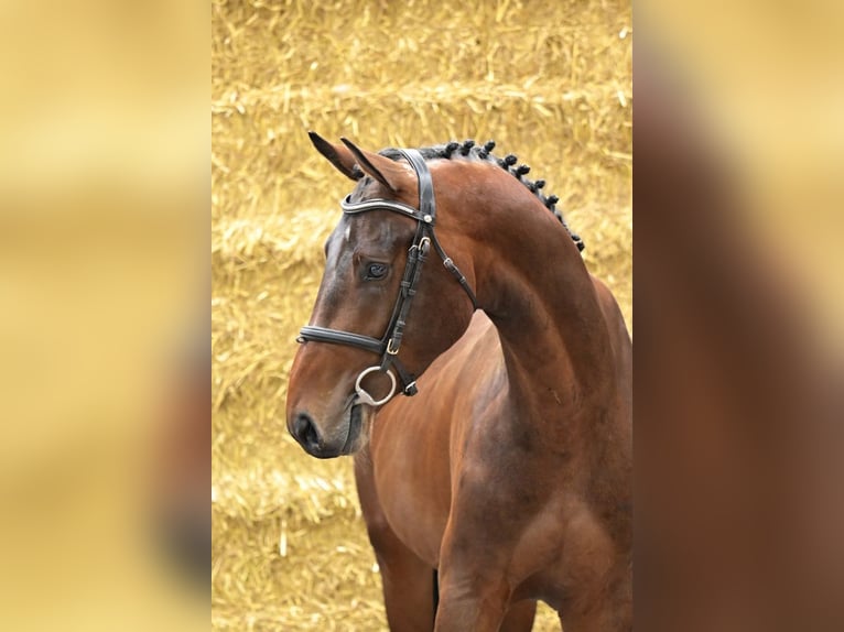 Belgisches Warmblut Hengst 2 Jahre 170 cm Fuchs in Bladel