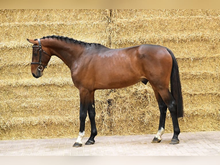 Belgisches Warmblut Hengst 2 Jahre 170 cm Fuchs in Bladel
