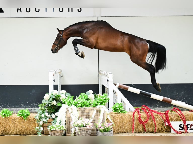 Belgisches Warmblut Hengst 2 Jahre 170 cm Fuchs in Bladel