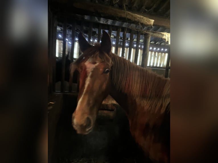 Belgisches Warmblut Hengst 2 Jahre 170 cm Fuchs in erpe mere